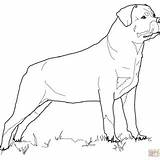 Coloring Rottweiler Designlooter Printable Pages sketch template