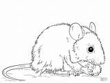 Maus Ausmalbilder Ausmalen Mice Malvorlagen Waldmaus Mäuse Colouring Coloringbay sketch template