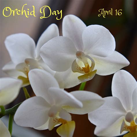 april   orchid day myorthodontistsinfo