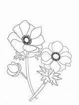 Anemone Coronaria sketch template