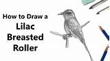 Roller Lilac Breasted Draw sketch template