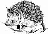 Hedgehog Pages Coloring Animals Printable Colouring Drawing sketch template