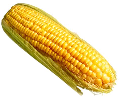 yellow corn  integrity exim india pvt  yellow corn  raipur id