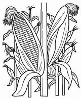 Corn Coloring Field Clipart Drawing Cornstalk Stalk Stalks Indian Plant Pages Cornfield Clip Line Template Color Kids Google Book Getdrawings sketch template