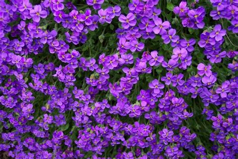 romantic purple flowers