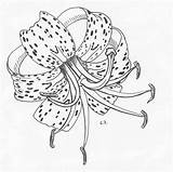 Tiger Lily Drawing Flower Simple Getdrawings sketch template