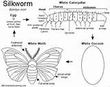 Silkworm Moth Worm Silkworms Enchanted Papillons Activity 6th Enchantedlearning sketch template