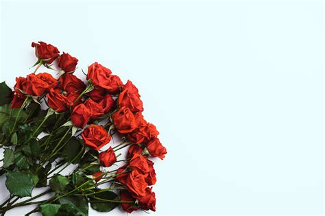 red roses wallpapers wallpaperscom