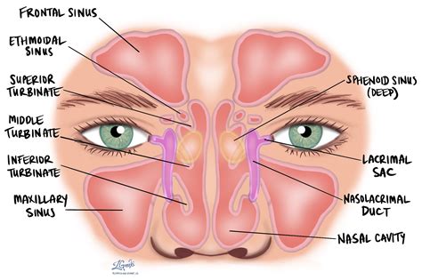 keratinizing squamous cell carcinoma   nasal cavity