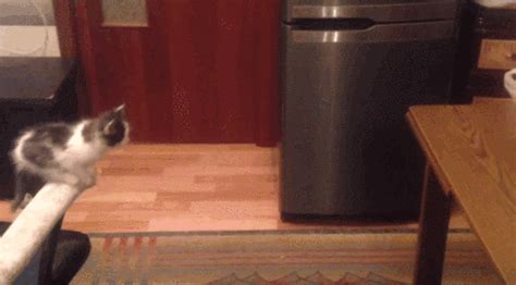 this adorable kitten failing to jump onto a table represents all of us