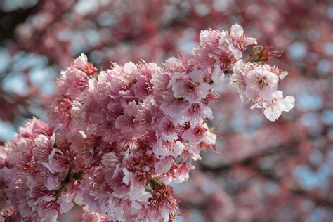 sakura les cerisiers en fleurs du japon