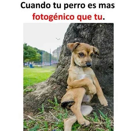 App Para Hacer Memes Memes Divertidos Memes De Perros