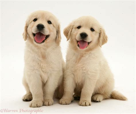 dogs  golden retriever pups sitting photo wp