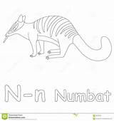 Numbat Coloring Including English Name Designlooter Stock 1300 36kb sketch template