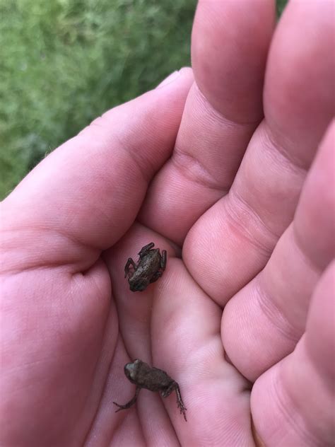 cute baby frogs rbabyanimals