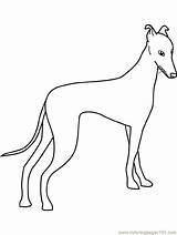 Coloring Pages Dog Greyhound Whippet Dogs Kids Printable Color Printables Colouring Galgo Sheets Pattern Bing Sketch Coat Pic Patterns Greyhounds sketch template