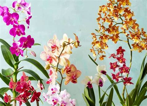 indoor flowering plants  complete list  pictures hort zone