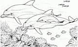 Dolphin Coloring Dolphins Underwater sketch template