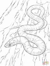 Coloring Pages Snake Realistic Scarlet Kingsnake Getdrawings Getcolorings sketch template