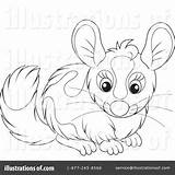 Chinchilla Coloring Clipart Illustration Bannykh Alex Royalty Getcolorings Rf sketch template