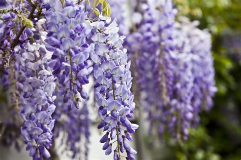 home depot  selling wisteria