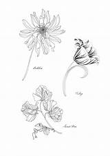 Floribunda sketch template