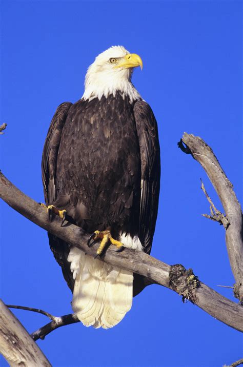 alaska haines bald eagle reserve bald eagle haliaeetus leucocephalus