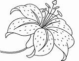 Flower Lirio Lilies Simples Desenhar Coloringhome Kip sketch template