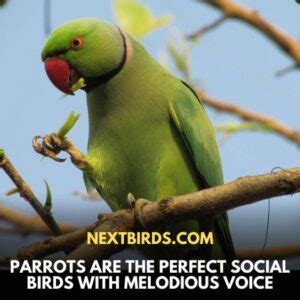 macaw  parrot    main differences