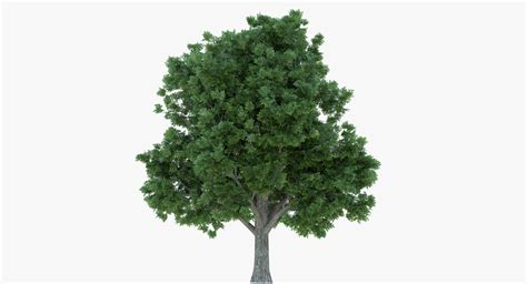 box elder tree  model