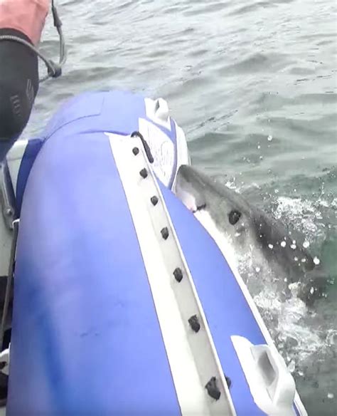 shark attacks tourists at sea daily star