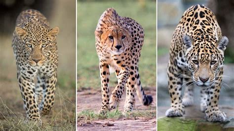 cheetahs leopards home design ideas