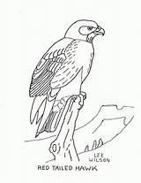 Hawk Coloring Red Tailed Printable Popular Library Clipart Coloringhome sketch template