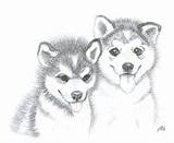 Husky Puppy Drawing Puppies Cute Dog Realistic Drawings Google Wolf Huskies Animals sketch template