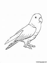 Eclectus Pages Drawing Pet Tips 1coloring Bird sketch template