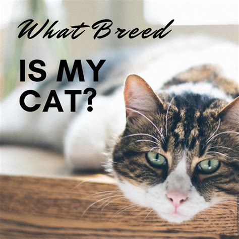 determine  cats breed identify mixed breeds  purebreds