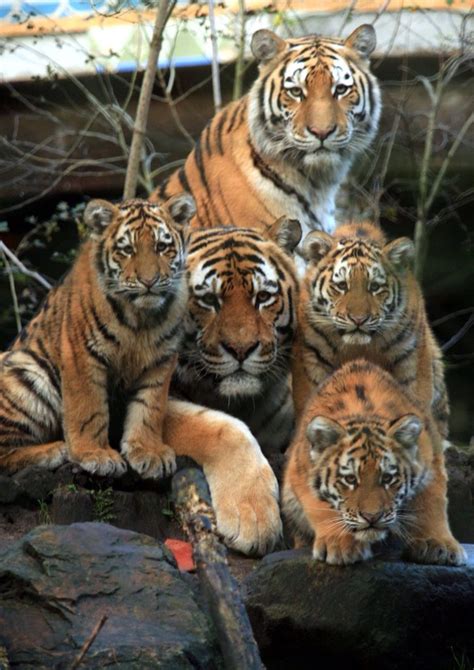 tiger family animals beautiful animals wild wild cats