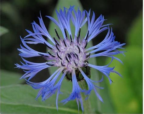 Blue Perennial Cornflower