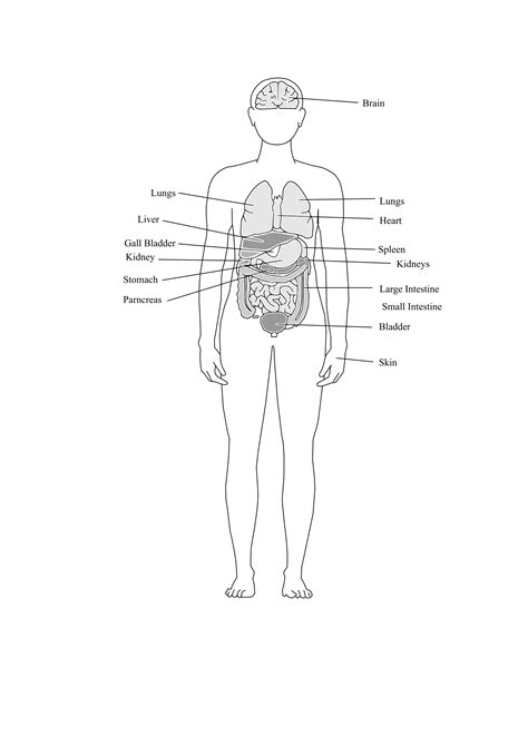 human body outline  organs rodesign