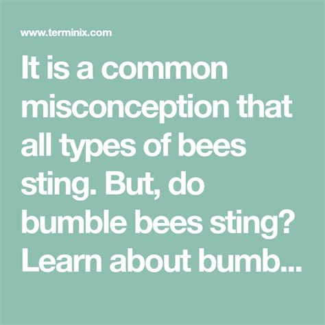 common misconception   types  bees sting   bumble bees sting learn