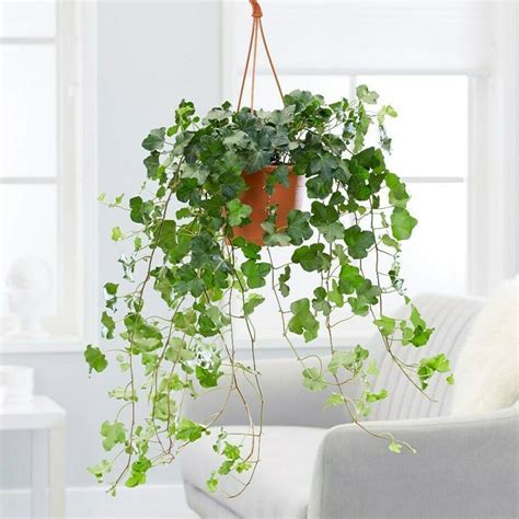 indoor ivy plants garden zone ideas