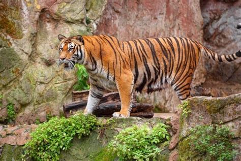 south china tiger pictures az animals