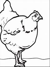 Pages Coloring Chicken Animals Printable Cock sketch template