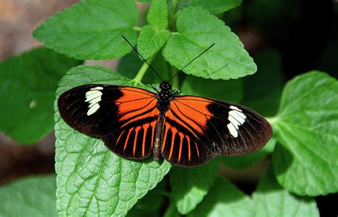 doris longwing butterfly identification facts and pictures