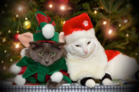 wordless wednesday christmas cats battered blessed