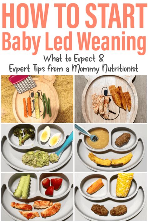 ultimate guide  baby led weaning blw baby food recipes baby led weaning recipes baby