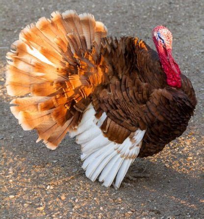 bourbon red turkey heritage turkey poults cackle hatchery