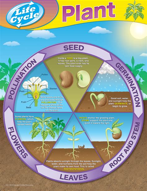 plant life cycles chart tcr teacher created resources