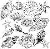 Coloring Seashell Shell Sea Drawing Line Shells Pages Seashells Conch Printable Zentangle Adult Silhouette Getdrawings Turtle Getcolorings Color Inspirational sketch template
