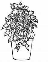 Coloring Poinsettia Pages Printable Kids Bestcoloringpagesforkids sketch template